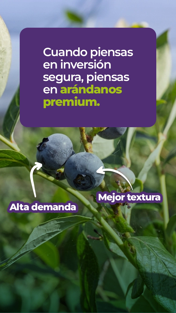 Arándanos Premium