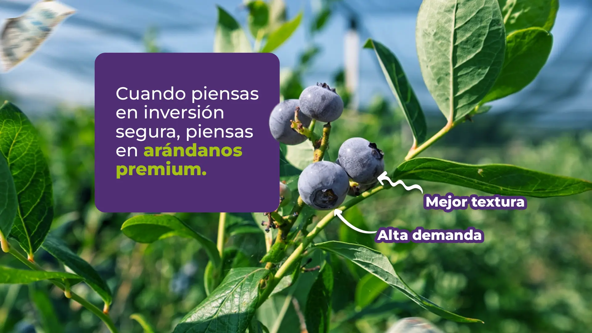 Arándanos Premium