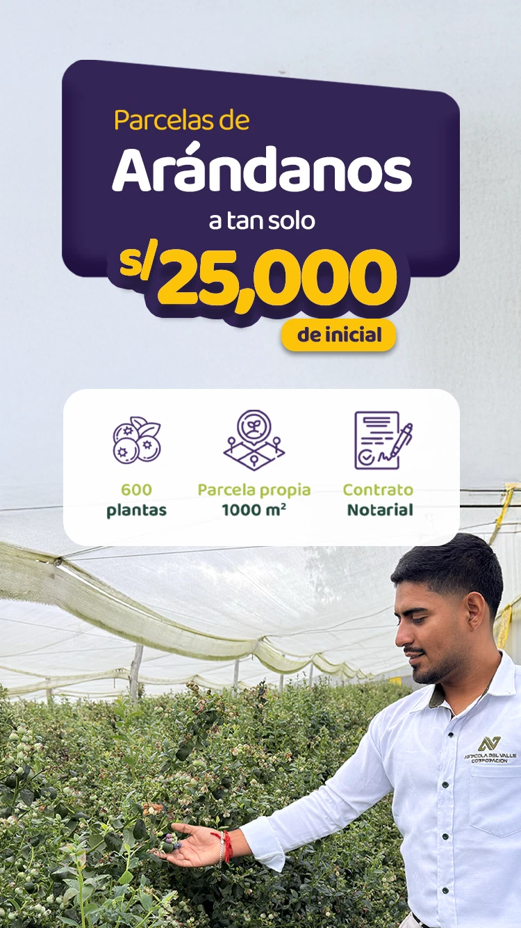 Parcelas de arándano