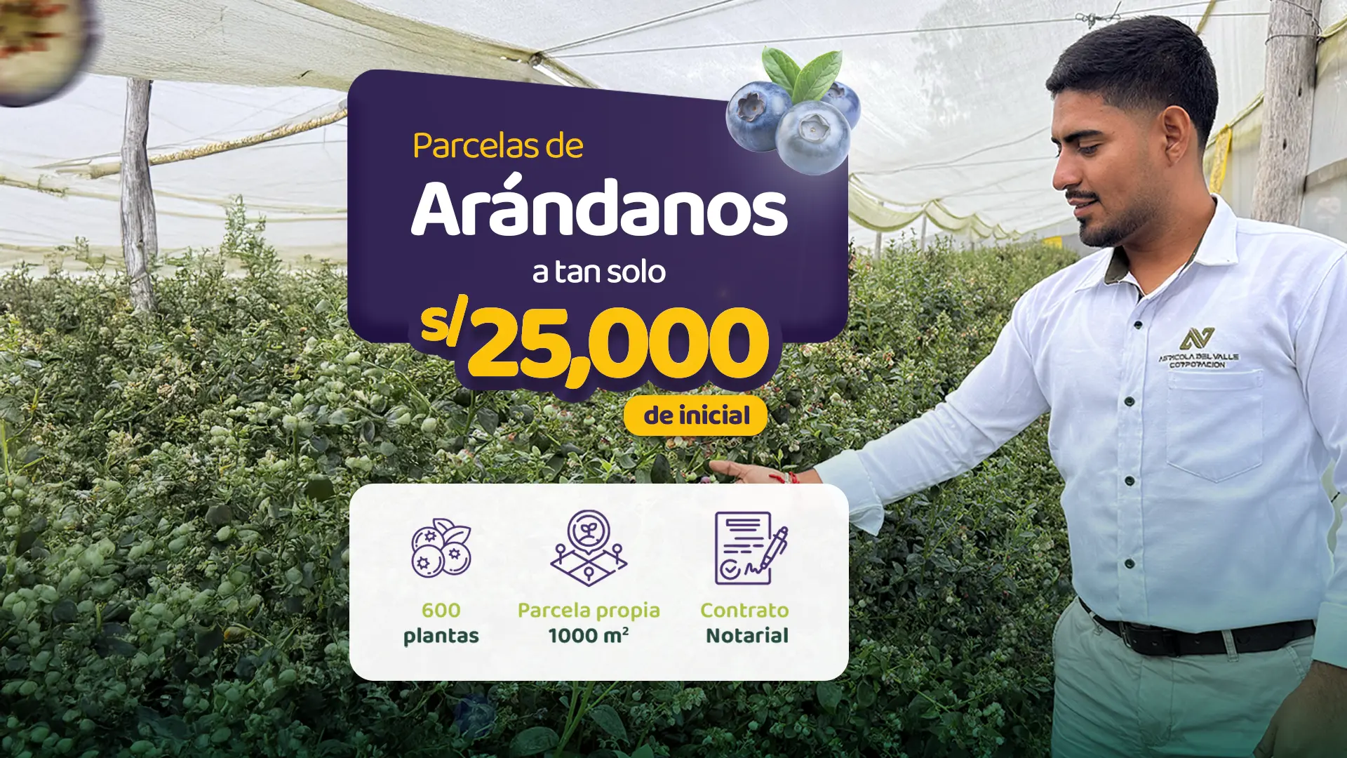 Parcelas de arándano